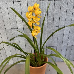 Cymbidium Orchid