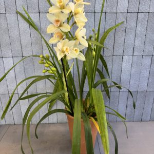 Cymbidium Orchid