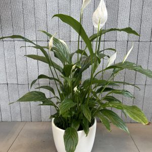 Peace Lily